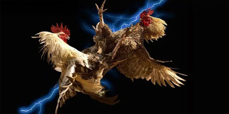 Giới thiệu Sv7979 - Nền Tảng Giải Trí Số 1 Tại Việt Nam