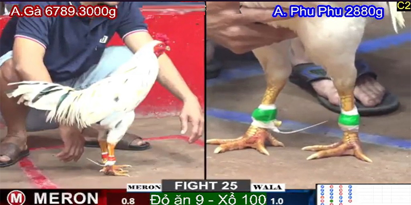 Giới thiệu tổng quan về nhà cái Sv7979