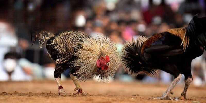 Các lĩnh vực hoạt động của nhà cái Sv7979