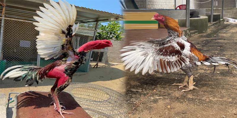 Hướng dẫn đăng ký và trải nghiệm nhà cái Sv7979